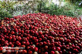 قیمت میوه‌ها در آستانه یلدا اعلام شد