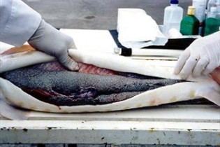 ممنوعیت صید ماهی‌های خاویاری خزر تا ۲۰۲۰ تمدید شد