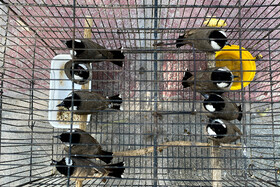 بازار پرنده فروشان اهواز