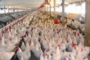 تولید سالانه ۲.۵میلیون تن گوشت مرغ در کشور/مصرف ۳۰ درصد کاهش یافت