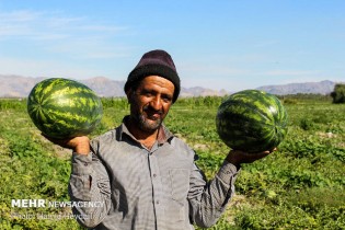 برگشت ۶ واگن هندوانه صادراتی ایران از ترکیه