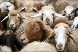 دستگیری عامل انتشار کلیپ آزار یک گوسفند در فضای مجازی