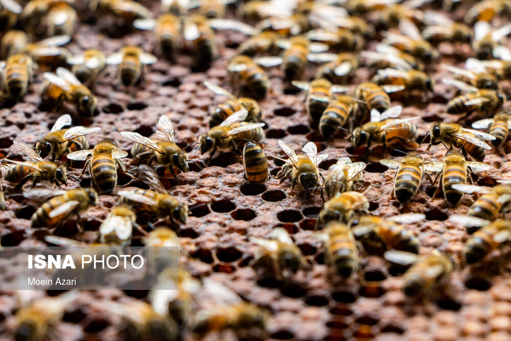 زنبورهای کارگر زنبورهای ماده‌ایی هستند که توانایی تخم گذاری ندارند و ملکه نمی‌شوند این زنبورها تمام کارهای مربوط به تولید عسل، از پرواز در منطقه جمع آوری شهد گلها تا مراقبت و نگه‌داری لاروها را بر عهده می‌گیرند آنها از عسل ذخیره شده به لاروها غذا می‌رسانند و از آنها مراقبت میکنند