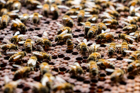 زنبورهای کارگر زنبورهای ماده‌ایی هستند که توانایی تخم گذاری ندارند و ملکه نمی‌شوند این زنبورها تمام کارهای مربوط به تولید عسل، از پرواز در منطقه جمع آوری شهد گلها تا مراقبت و نگه‌داری لاروها را بر عهده می‌گیرند آنها از عسل ذخیره شده به لاروها غذا می‌رسانند و از آنها مراقبت میکنند
