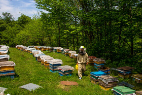 کندوها در ردیف‌های موازی چیده می‌شوند تا هم حرکت برای زنبوردار راحت‌تر باشد و هم زنبورها بتوانند کندوی خود را به راحتی شناسایی کنند