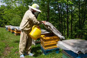 زنبوردار از شکر برای تامین انرژی مورد نیاز زنبورها استفاده می‌کند و انرژی مورد نیاز زنبور برای پرواز در منطقه و پیدا کردن گلهای جدید را فراهم میکند