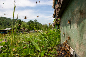 زنبورها بعد از جمع آوری شهد گلها به کندو باز می‌گردند هر زنبوری کندوی خود را می‌شناسد زنبورهای نگهبان هرگز اجازه ورود زنبورهای کندوهای دیگر به کندوی خود را نمی‌دهند