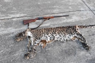 شکارچی پلنگ در شهرستان سیاهکل دستگیر شد