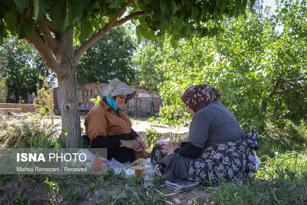 استراحت پس از برداشت گل محمدی جهت تهیه گلاب در باغستان سنتی قزوین