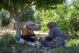 استراحت پس از برداشت گل محمدی جهت تهیه گلاب در باغستان سنتی قزوین