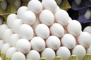 صعود قیمت تخم مرغ/ ۶ میلیون قطعه مرغ بدلیل گرانی خوراک،کشتار شدند
