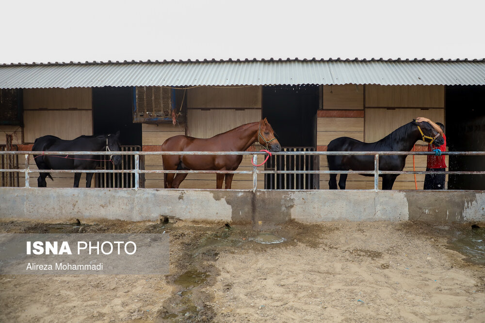 خوزستان زادگاه اسب اصیل عرب، سال‌ها است که با مشکلات فراوانی در صنعت اسب مواجه است؛ مشکلاتی که حالا تغییر شغل و تعطیلی باشگاه‌ها را در سر اسب‌داران پرورانده است.