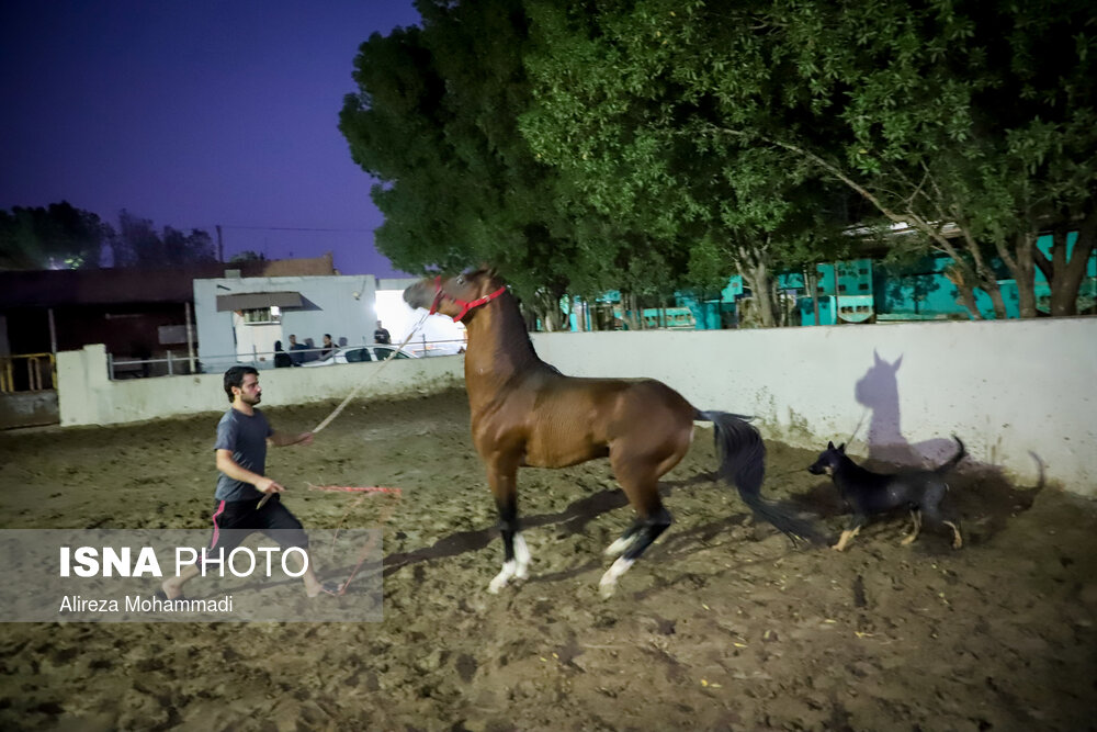 زادگاه اسب اصیل عرب، خوزستان است اما طی چند سال اخیر باشگاه های سوارکاری و مالکان اسب ها با مشکلاتی مواجه شده اند.