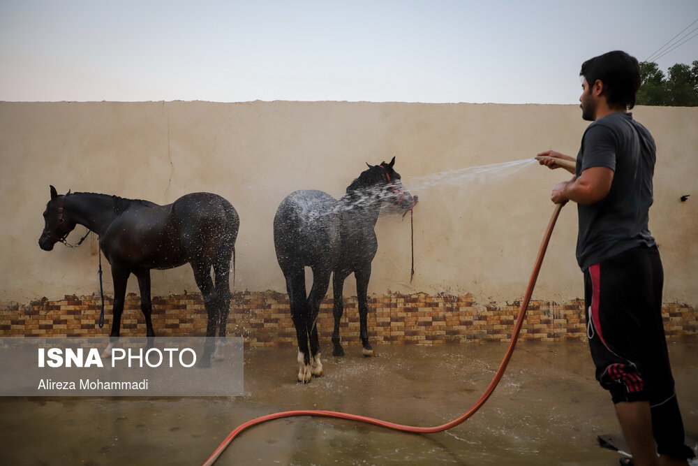 از بزرگترین مشکلات صنعت اسب در استان آب و هوای خوزستان است. به دلیل آب و هوای گرم خوزستان در کمتر فصلی می‌توان مسابقات برگزار کرد و کم بودن رقابت‌ها نیز باعث شده که قیمت اسب خوزستان برای فروش به حد نصاب نرسد.