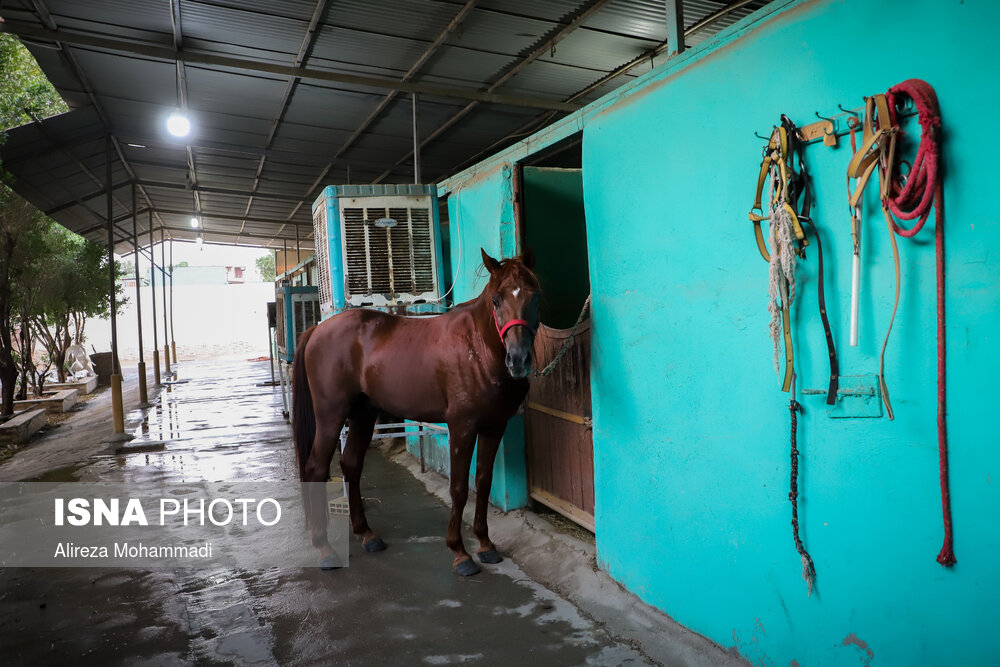 کمبود آذوقه، هزینه بالای نگهداری اسب‌ها و عدم حمایت نهادها، از جمله مشکلات اساسی اسب داری در خوزستان محسوب می‌شوند.