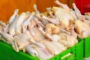 قیمت مرغ در دی ماه چه قدر خواهد شد؟