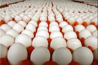 سالی ۱ میلیون تن تخم مرغ تولید می کنیم ولی ۹۰۰ هزار تن مصرف داریم
