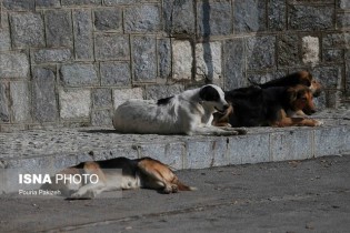 سگ‌های نگهبان اراذل و اوباش جنوب تهران را زمین‌گیر کردند
