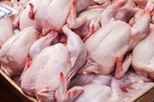 احتمال کاهش قیمت مرغ در روزهای آتی