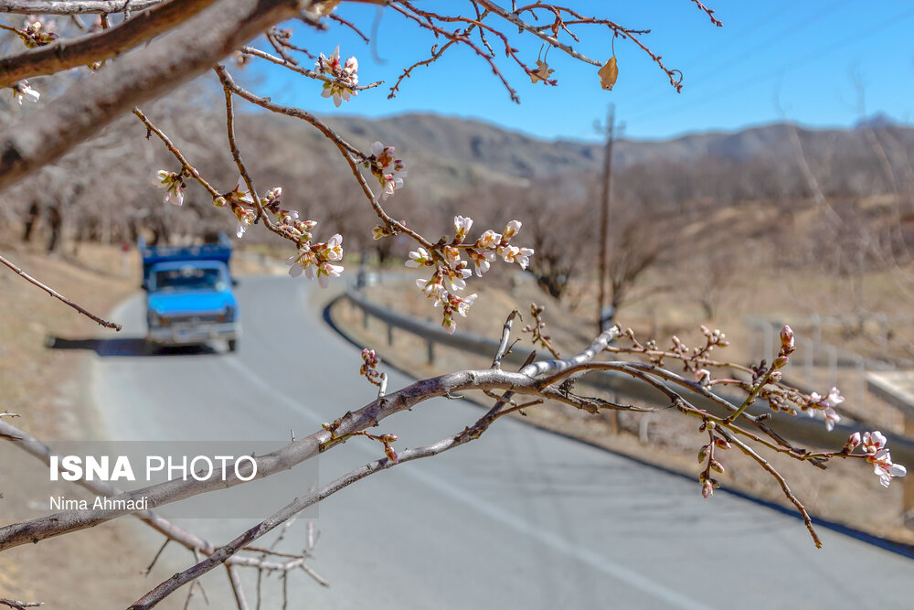 شکوفه های زمستانی - شهرکرد
