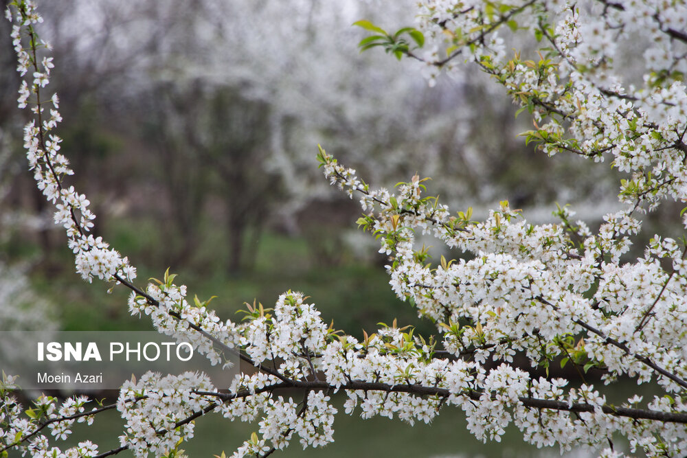 شکوفه های زمستانی - گیلان