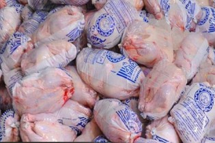 بازار مرغ، دست دلالان افتاده است / چند ترفند مرغی کشتارگاه‌ها!