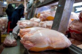 گلایه مردم قم از عرضه کم مرغ دولتی/مسئولان: مرغ تولیدی بیش از نیاز استان است!