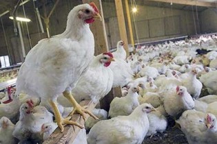 محکومیت ۵۵ میلیاردی مرغداران متخلف در قزوین