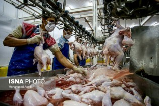 ممنوعیت قطعه بندی مرغ برای شرکت های مجوزدار برداشته شد