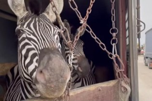 سازمان محیط زیست مجوز واردات حیات وحش را صادر نکند