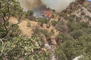 آتش سوزی جنگل‌های نارک و خامی گچساران پس از ۷ شبانه روز همچنان ادامه دارد