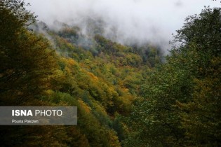 ۷ نکته درباره جنگل‌های ایران