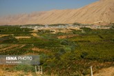 تصاویر / انارستان تنگ سیاب (کوهدشت)