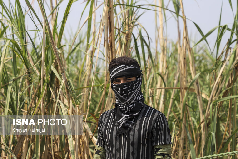 هرساله با آغاز فصل برداشت نیشکر در خوزستان برای بسیاری ساکنان روستاهای اطراف مزارع اشتغالزایی انجام شده و این افراد مشغول به کار می‌شوند.