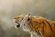 نقاشی یا عکس؟  <img src="/images/picture_icon.gif" width="16" height="13" border="0" align="top">
