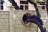 تصاویر/درخت‌هایی که جلوی انسان‌ها کم نیاوردند!  <img src="/images/picture_icon.gif" width="16" height="13" border="0" align="top">