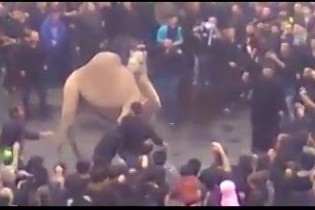فیلم/ فرار شتر با گلوی بریده از مراسم نحر (18+)