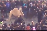 فیلم/ فرار شتر با گلوی بریده از مراسم نحر (18+)