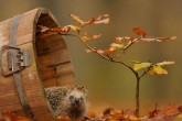 لذت بردن حیوانات از پاییز  <img src="/images/picture_icon.gif" width="16" height="13" border="0" align="top">