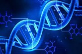 DNA شما را سحر خیز و لاغر می کند!