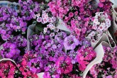 تصاویر/ حال و هوای بازار گل در آستانه نوروز  <img src="/images/picture_icon.gif" width="16" height="13" border="0" align="top">