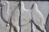 انگار کسی  صدای انقراض دوکوهانه ها را نمی شنود