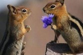 تصاویر/ روابط احساسی بین حیوانات  <img src="/images/picture_icon.gif" width="16" height="13" border="0" align="top">