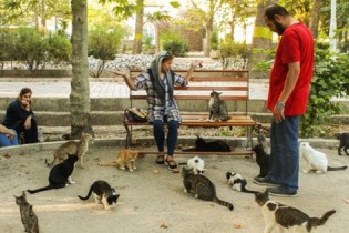 افزایش جمعیت گربه های تهرانی و عواقب خطرناک آن