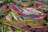 تصاویر/ مزارع رنگی برنج در چین