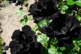 تصاویر/ رویش گل رز سیاه در ترکیه