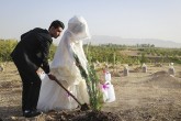 تصاویر/  کاشت نهال به ازای هر ازدواج و تولد در زنجان