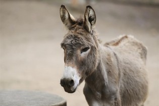 چین به دنبال خرید همه الاغ‌های دنیا است!