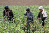 ۹۰ % تریاک دنیا در افغانستان توليد می‌شود!