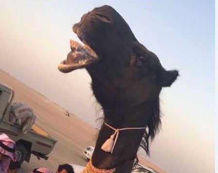 آرزوی جوانان سعودی برای ازدواج با این شتر